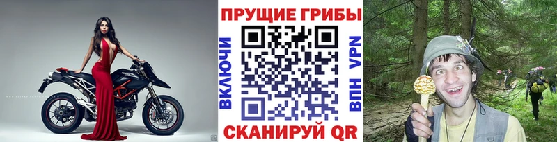 blacksprut сайт Гаврилов Посад Псилоцибиновые грибы Cubensis